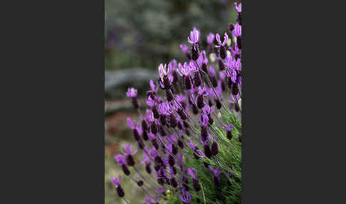 Schopf-Lavendel (Lavandula stoechas)