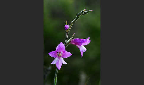 Illyrische Siegwurz (Gladiolus illyricus)