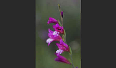 Illyrische Siegwurz (Gladiolus illyricus)