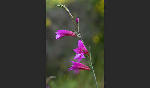 Illyrische Siegwurz (Gladiolus illyricus)