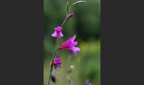 Illyrische Siegwurz (Gladiolus illyricus)