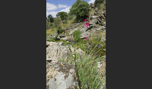 Illyrische Siegwurz (Gladiolus illyricus)