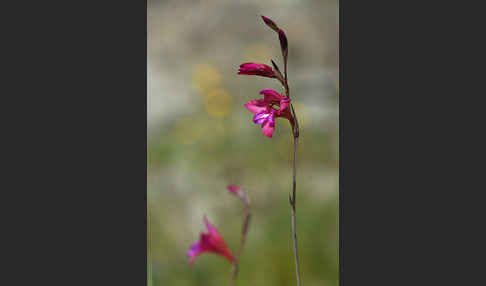 Illyrische Siegwurz (Gladiolus illyricus)