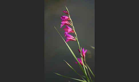 Illyrische Siegwurz (Gladiolus illyricus)