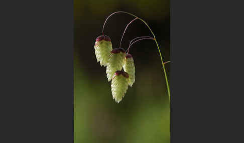 Großes Zittergras (Briza maxima)