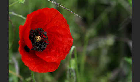 Klatsch-Mohn (Papaver rhoeas)