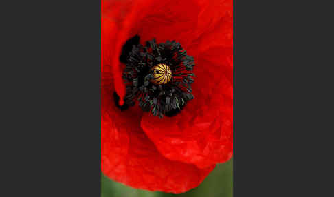 Klatsch-Mohn (Papaver rhoeas)