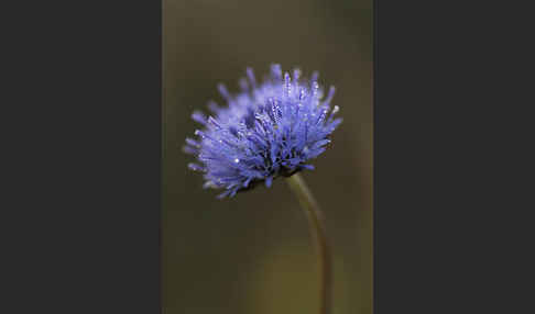 Einjähriges Sandglöckchen (Jasione corymbosa)