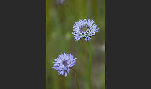 Einjähriges Sandglöckchen (Jasione corymbosa)