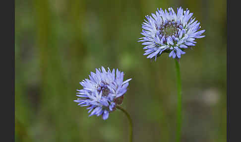 Einjähriges Sandglöckchen (Jasione corymbosa)