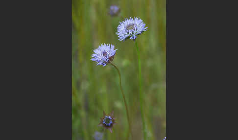 Einjähriges Sandglöckchen (Jasione corymbosa)