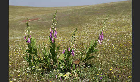 Iberischer Fingerhut (Digitalis thapsi)