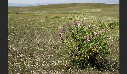 Iberischer Fingerhut (Digitalis thapsi)