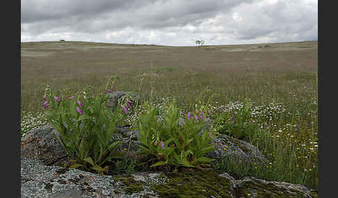 Iberischer Fingerhut (Digitalis thapsi)