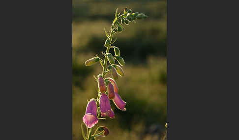 Iberischer Fingerhut (Digitalis thapsi)