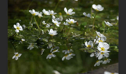 Schild-Wasser-Hahnenfuß (Ranunculus peltatus)