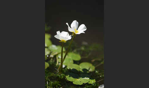 Schild-Wasser-Hahnenfuß (Ranunculus peltatus)