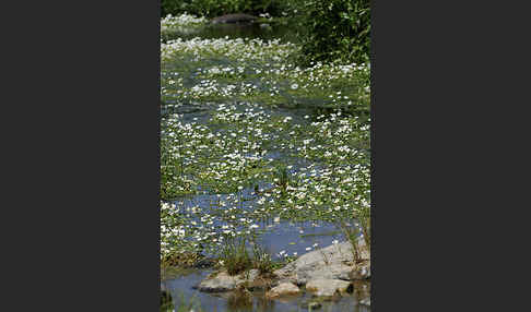 Schild-Wasser-Hahnenfuß (Ranunculus peltatus)