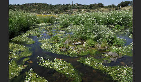 Schild-Wasser-Hahnenfuß (Ranunculus peltatus)