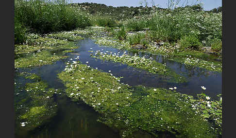 Schild-Wasser-Hahnenfuß (Ranunculus peltatus)