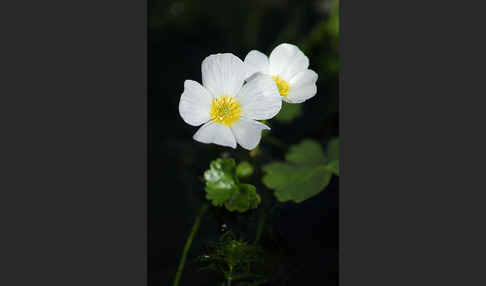 Schild-Wasser-Hahnenfuß (Ranunculus peltatus)