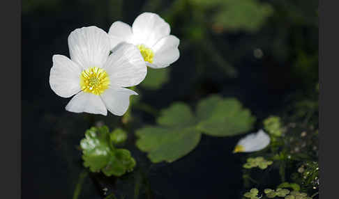 Schild-Wasser-Hahnenfuß (Ranunculus peltatus)