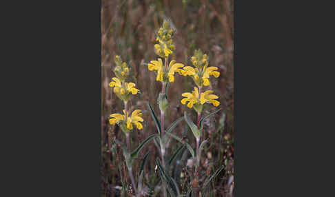 Filziges Brandkraut (Phlomis lychnitis)