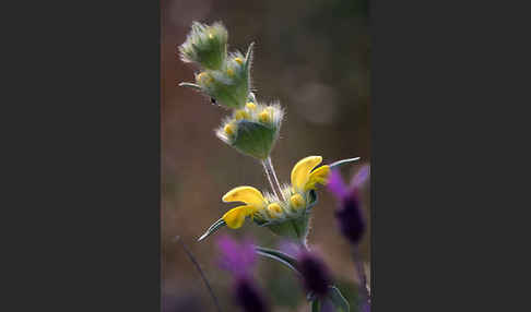 Filziges Brandkraut (Phlomis lychnitis)