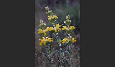 Filziges Brandkraut (Phlomis lychnitis)