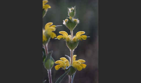 Filziges Brandkraut (Phlomis lychnitis)