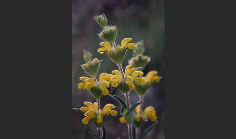 Filziges Brandkraut (Phlomis lychnitis)