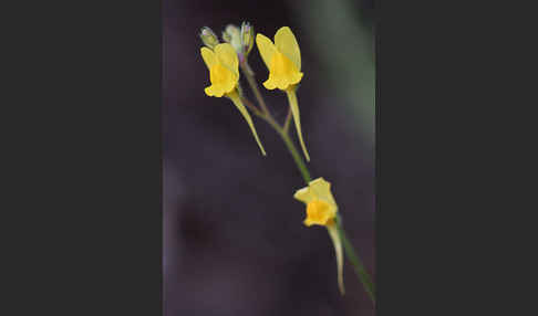 Drüsiges Leinkraut (Linaria viscosa)