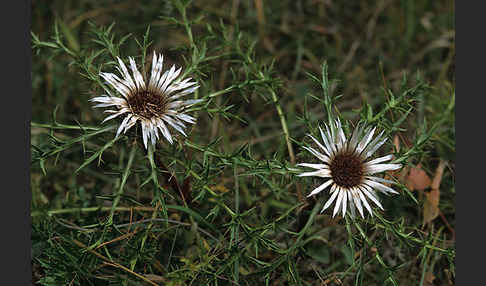 Silberdistel (Carlina acaulis)