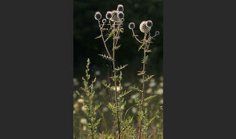 Große Kugeldistel (Echinops sphaerocephalus)