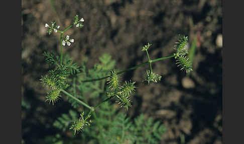 Acker-Haftdolde (Caucalis platycarpos)