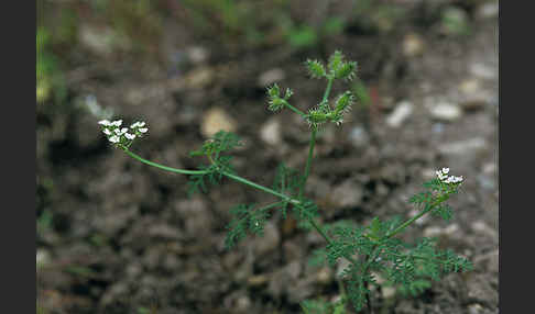 Acker-Haftdolde (Caucalis platycarpos)