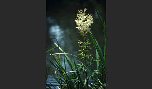 Echtes Mädesüß (Filipendula ulmaria)