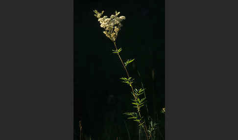 Echtes Mädesüß (Filipendula ulmaria)