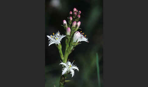 Fieberklee (Menyanthes trifoliata)