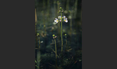 Wasserfeder (Hottonia palustris)