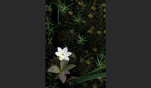 Europäischer Siebenstern (Trientalis europaea)