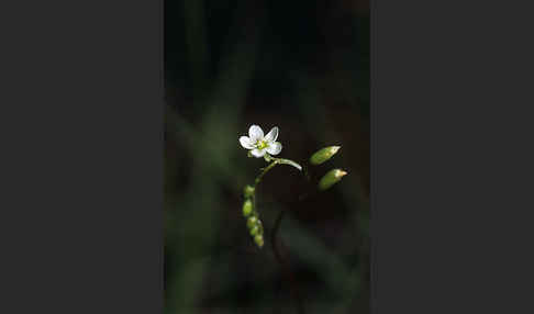 Rundblättriger Sonnentau (Drosera rotundifolia)