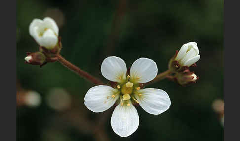 Körnchen-Steinbrech (Saxifraga granulata)