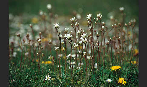 Körnchen-Steinbrech (Saxifraga granulata)