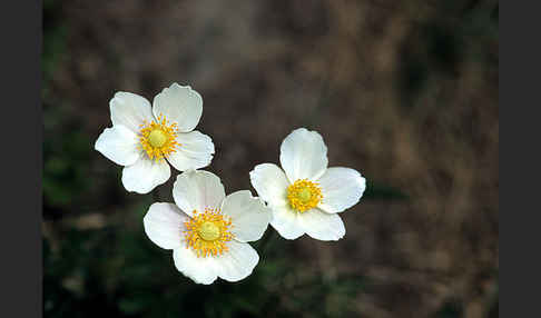 Großes Windröschen (Anemone sylvestris)