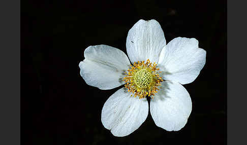 Großes Windröschen (Anemone sylvestris)