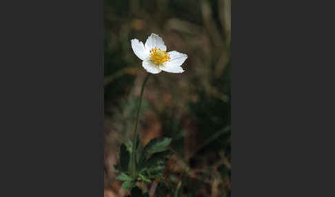 Großes Windröschen (Anemone sylvestris)