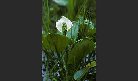 Schlangenwurz (Calla palustris)