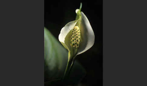 Schlangenwurz (Calla palustris)