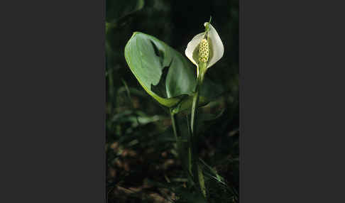 Schlangenwurz (Calla palustris)